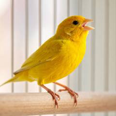 Yellow male canary singing while perched in a wide flight cage