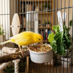 A yellow canary at a small dish of pellets with a sprig of leafy greens clipped to the cage bars beside it