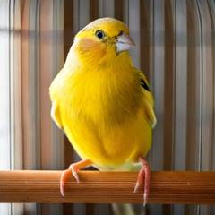 Yellow male canary singing while perched in a wide flight cage