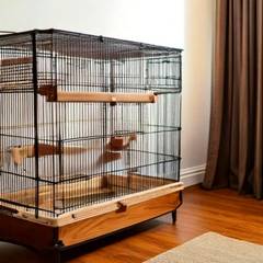 Yellow male canary singing while perched in a wide flight cage