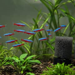 A school of cardinal tetras swimming together in a planted freshwater aquarium
