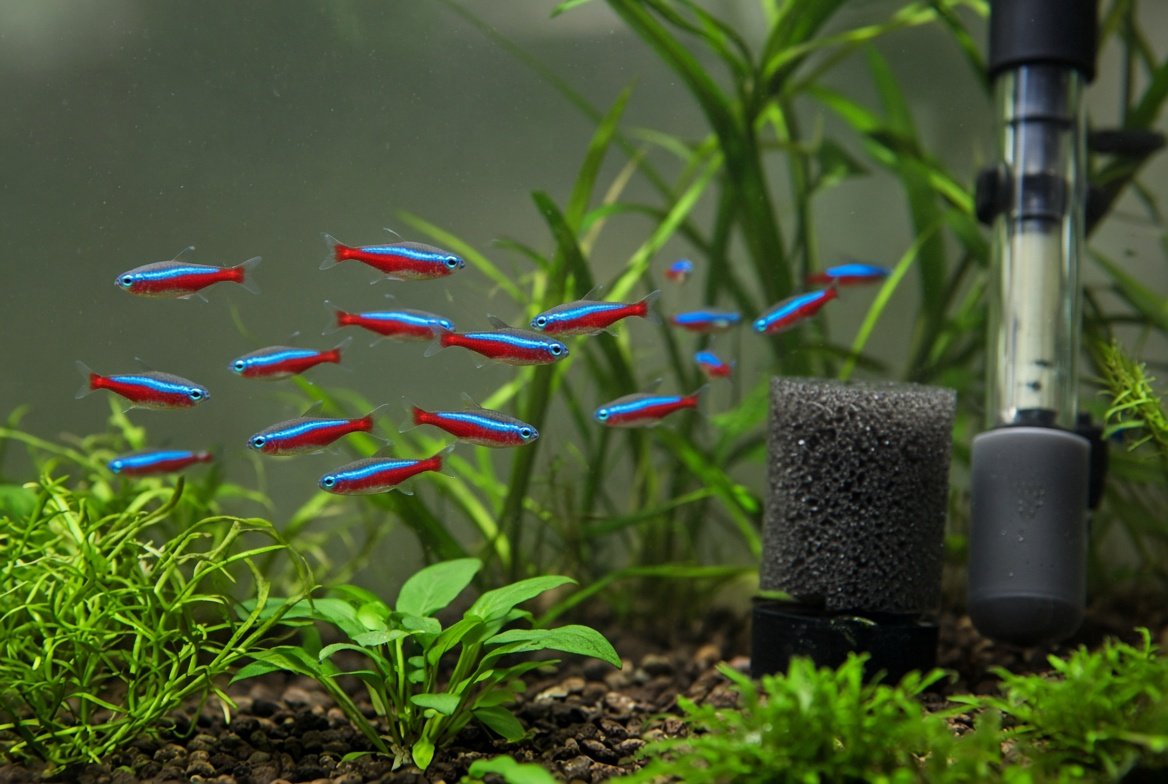 A school of cardinal tetras swimming together in a planted freshwater aquarium
