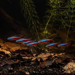 A shoal of cardinal tetras in tannin-stained water among submerged branches and leaf litter