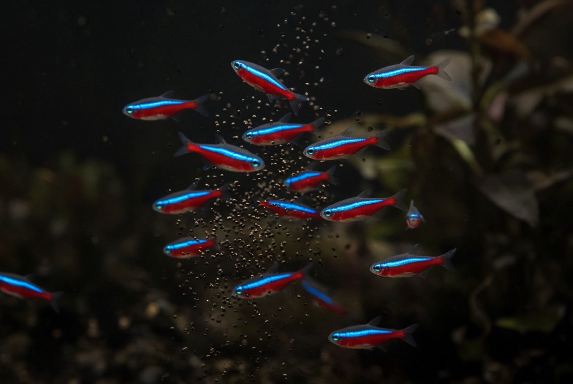 A school of cardinal tetras feeding on micro pellets in a planted aquarium