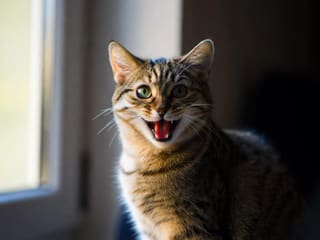 A tabby cat sitting in window light with its mouth open mid-meow, looking directly at the camera
