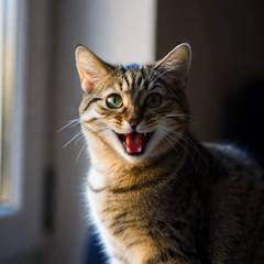 A tabby cat sitting in window light with its mouth open mid-meow, looking directly at the camera