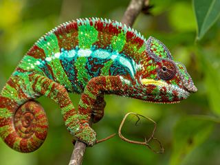 A male panther chameleon on a branch in Madagascan foliage, banded in turquoise, red and green
