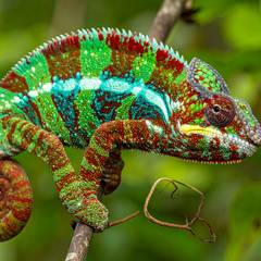 A male panther chameleon on a branch in Madagascan foliage, banded in turquoise, red and green