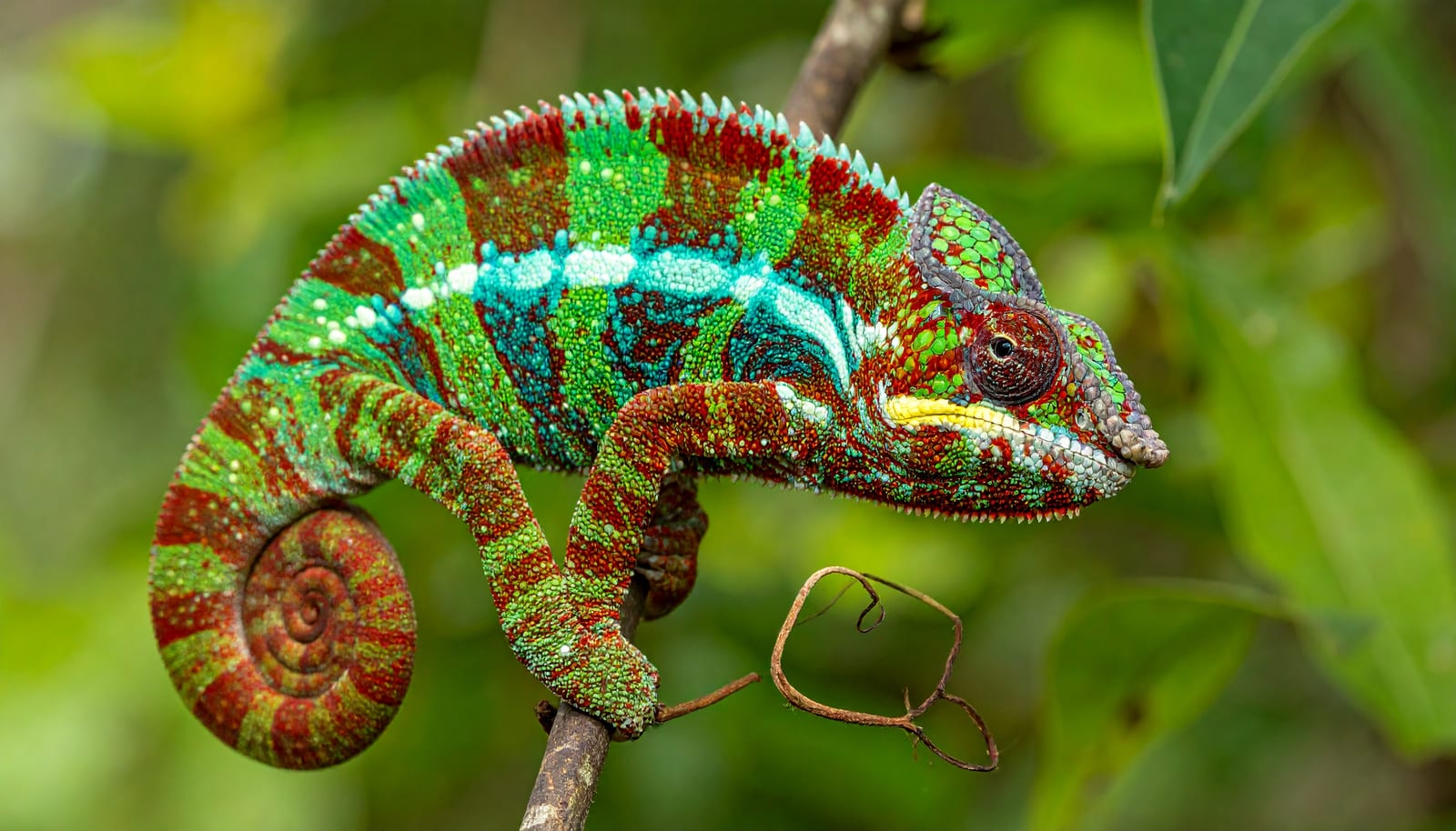 A male panther chameleon on a branch in Madagascan foliage, banded in turquoise, red and green