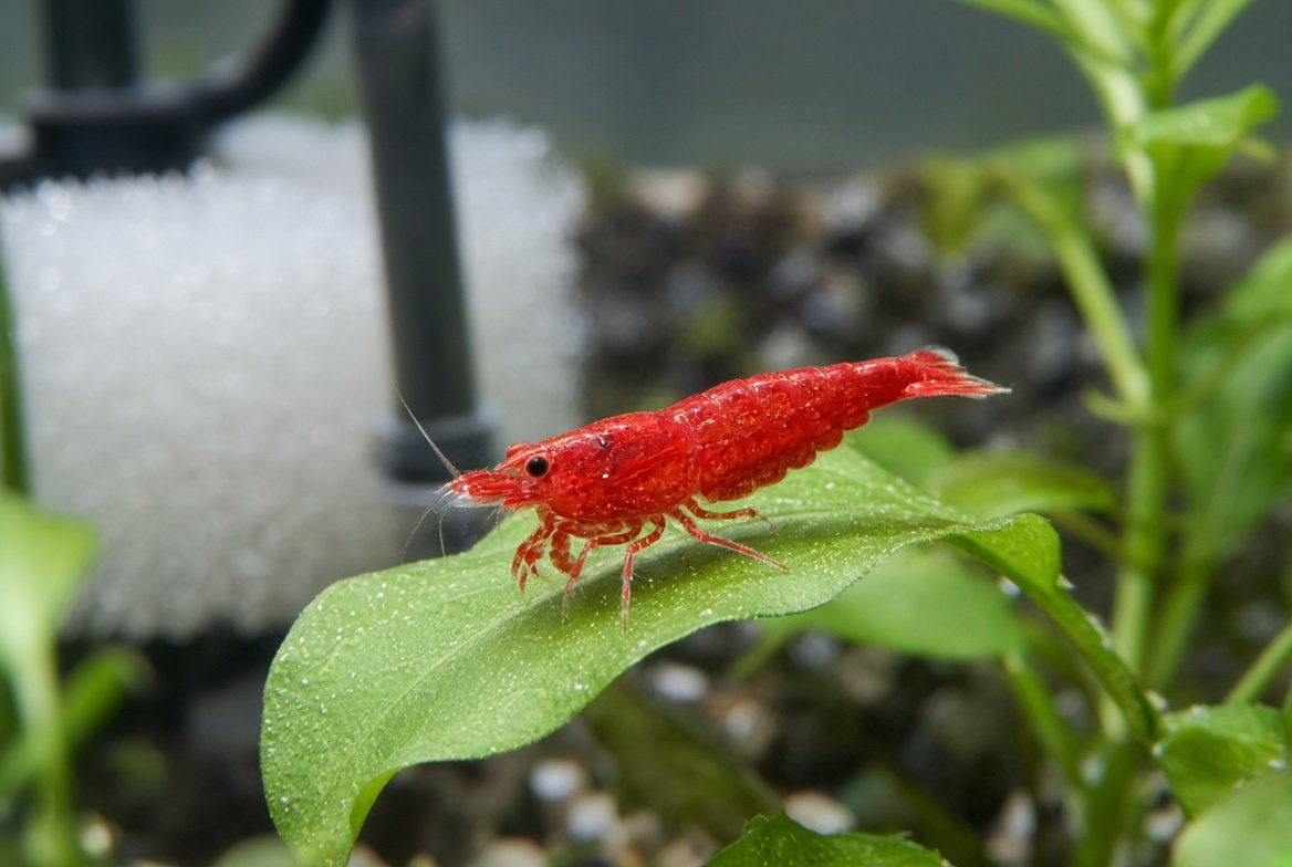 A small colony of cherry shrimp of varying red intensity grazing on driftwood in a planted freshwater aquarium