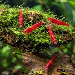 Red cherry shrimp grazing across a clump of moss and a piece of driftwood