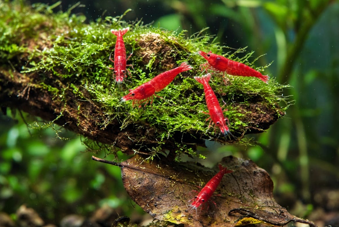 Red cherry shrimp grazing across a clump of moss and a piece of driftwood