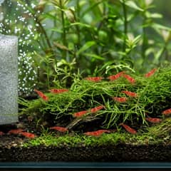 A densely planted cherry shrimp aquarium with driftwood, moss, and a gentle sponge filter