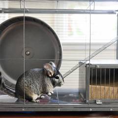 Chinchilla sitting beside its cage, exercise wheel, and dust bath house