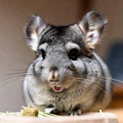 Chinchilla eating hay and a pellet from a small dish