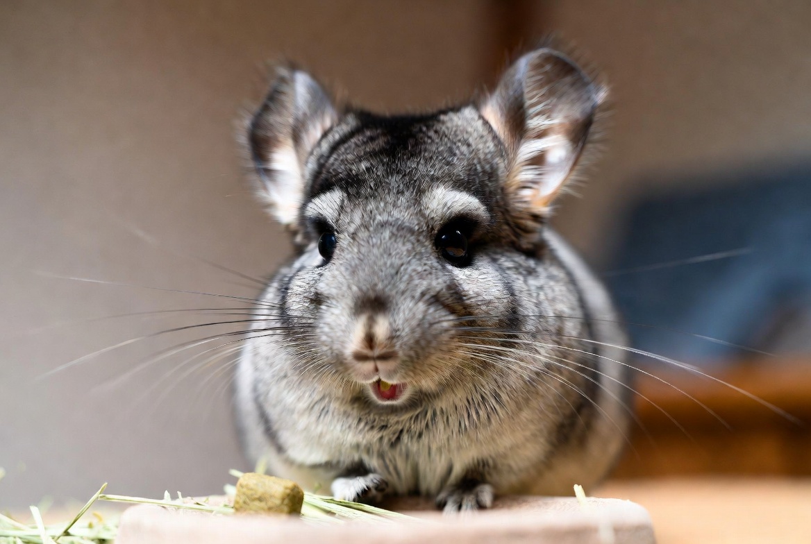 Chinchilla eating hay and a pellet from a small dish