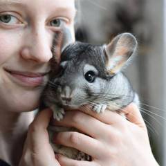 Person cradling a chinchilla securely with both hands
