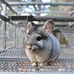 Chinchilla in a cool, well-ventilated enclosure showing alert, healthy posture