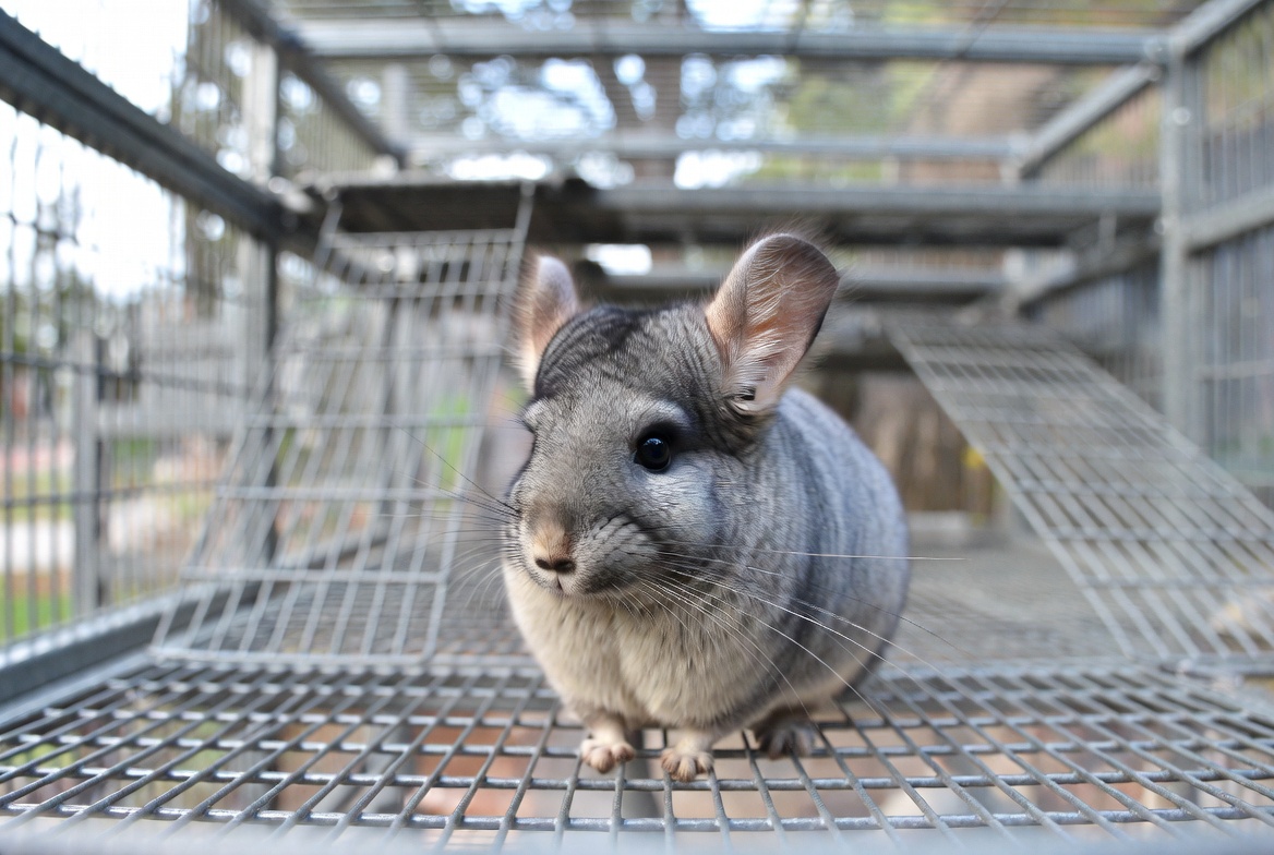 Chinchilla in a cool, well-ventilated enclosure showing alert, healthy posture