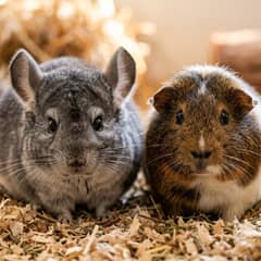 A chinchilla and a guinea pig side by side for size and coat comparison