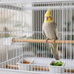 A person crouched at eye level with an open parrot cage at a bird shop, looking closely at one alert cockatiel before choosing it