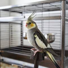 Cockatiel perched beside its cage and food dishes