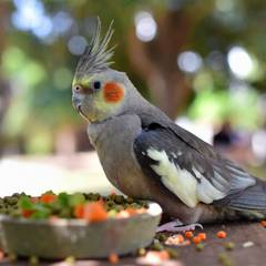 Cockatiel eating from a bowl of formulated pellets and fresh vegetables