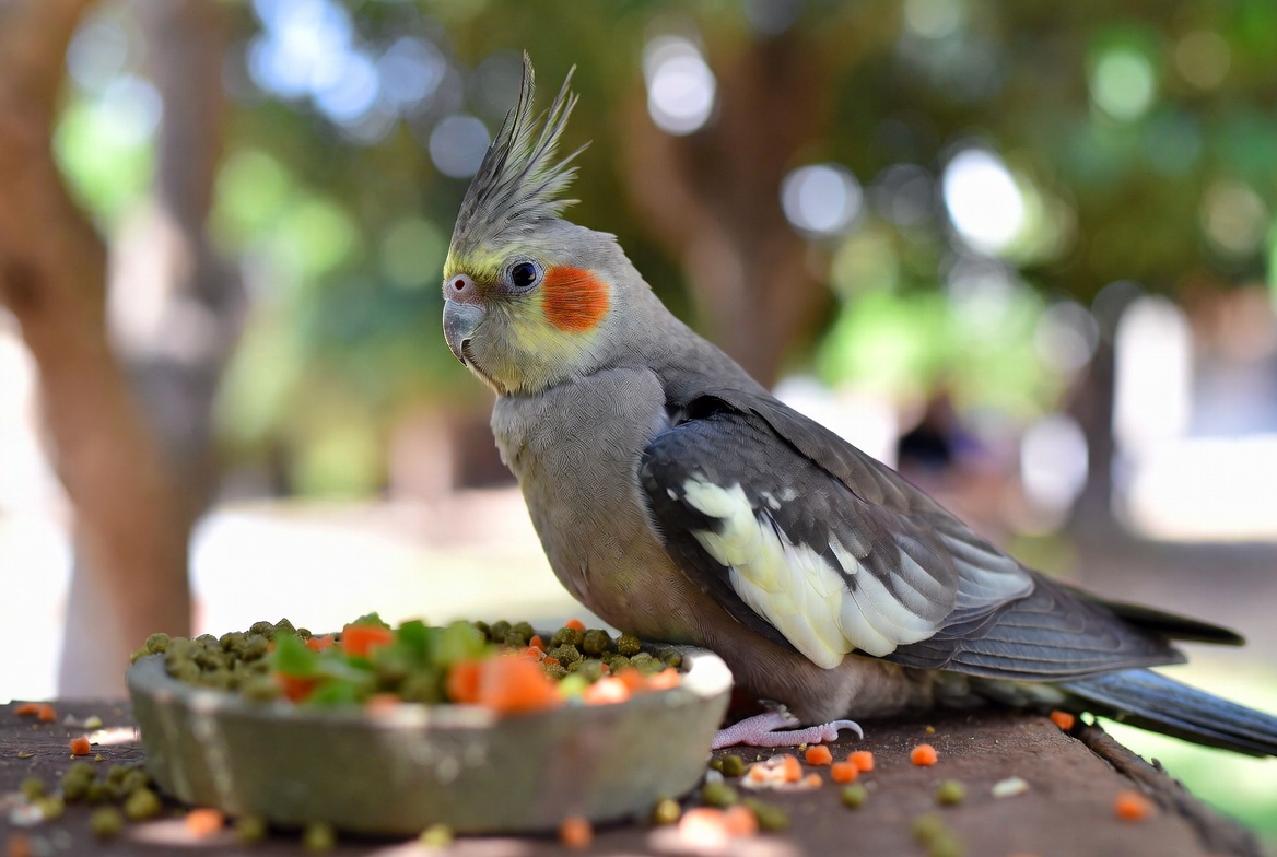 Cockatiel eating from a bowl of formulated pellets and fresh vegetables