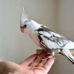 Cockatiel stepping onto a person's hand