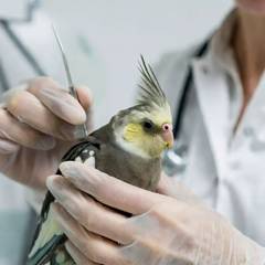 Cockatiel being examined by an avian veterinarian
