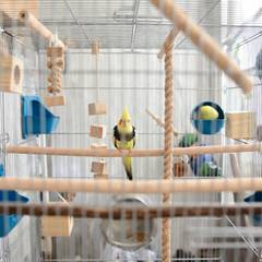 Cockatiel cage with varied perches and feeding dishes