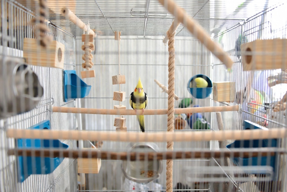Cockatiel cage with varied perches and feeding dishes
