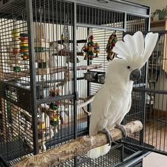 Umbrella cockatoo perched near its cage, illustrating the scale of investment this species requires