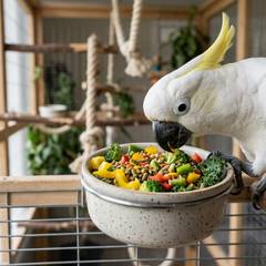 A cockatoo eating fresh vegetables and pellets from a food dish