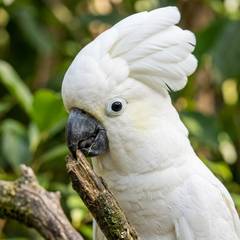 Cockatoo undergoing an avian vet exam to check for signs of illness