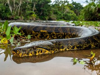 A green anaconda partly submerged at the edge of a tropical river, thick olive body marked with black oval blotches