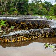 A green anaconda partly submerged at the edge of a tropical river, thick olive body marked with black oval blotches
