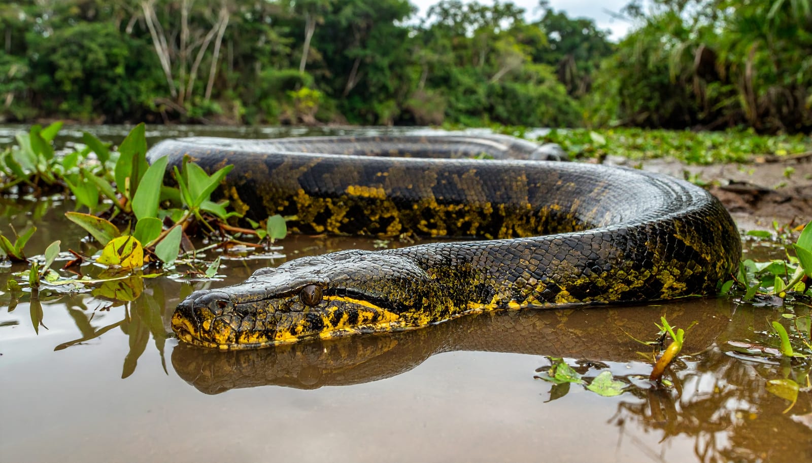A green anaconda partly submerged at the edge of a tropical river, thick olive body marked with black oval blotches