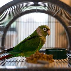 Green cheek conure perched beside its cage and foraging toys