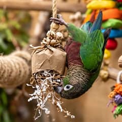 A green cheek conure hanging upside down from a foraging toy, working at it with one foot