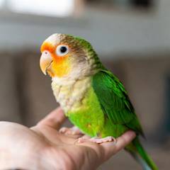 Green cheek conure perched calmly on its owner's hand