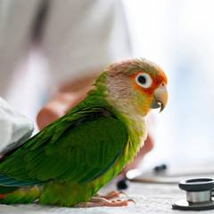 Green cheek conure being examined by an avian veterinarian