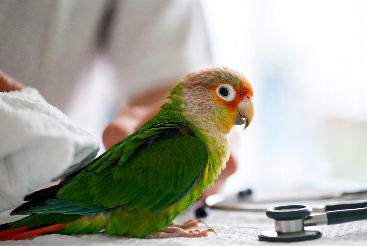 Green cheek conure being examined by an avian veterinarian