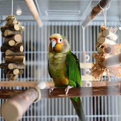 Green cheek conure cage with varied perches and foraging toys