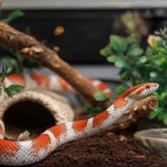 Corn snake in a fully equipped enclosure with hides and branches