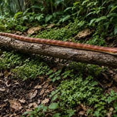 A corn snake stretched out across a branch in a planted enclosure