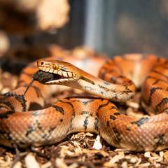 Corn snake investigating a properly thawed mouse in its enclosure