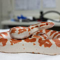 Corn snake being examined by a reptile veterinarian