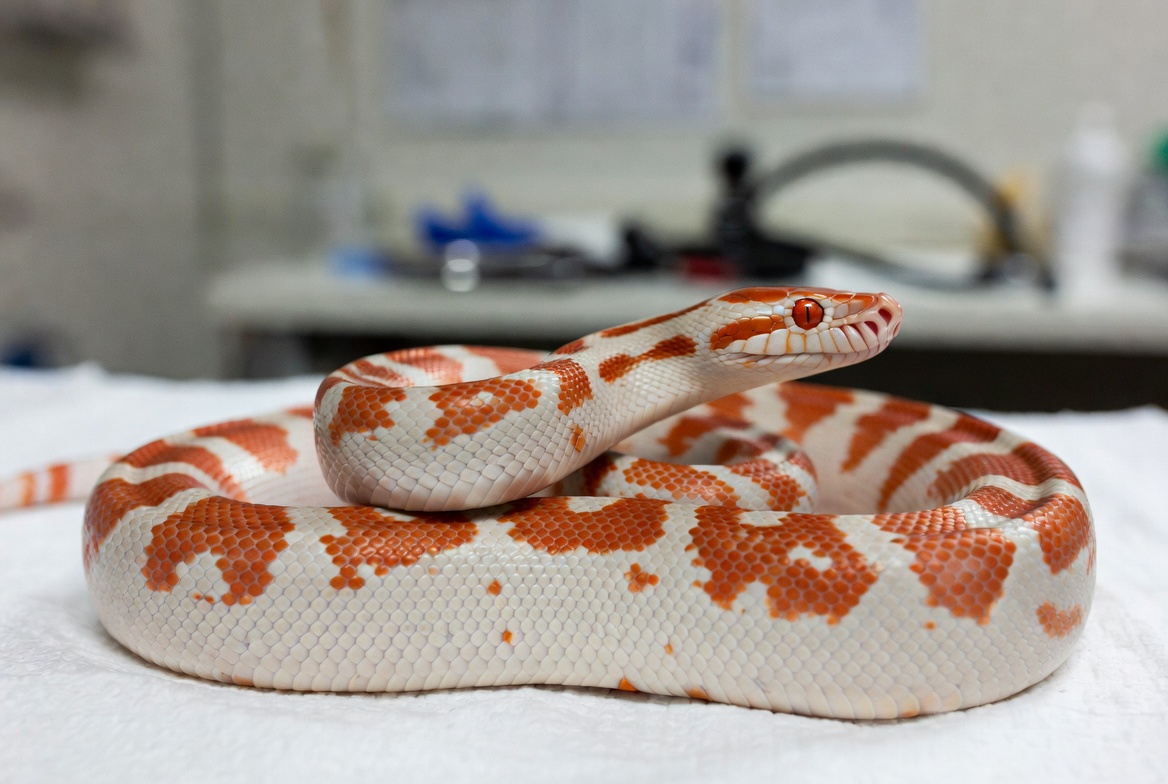 Corn snake being examined by a reptile veterinarian