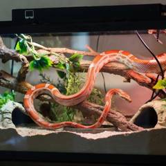 Corn snake enclosure with hides, water bowl, and climbing branches
